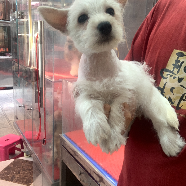 宠宝堂西高地约克夏雪纳瑞泰迪美卡伴侣犬女朋友礼物聪明温顺小狗