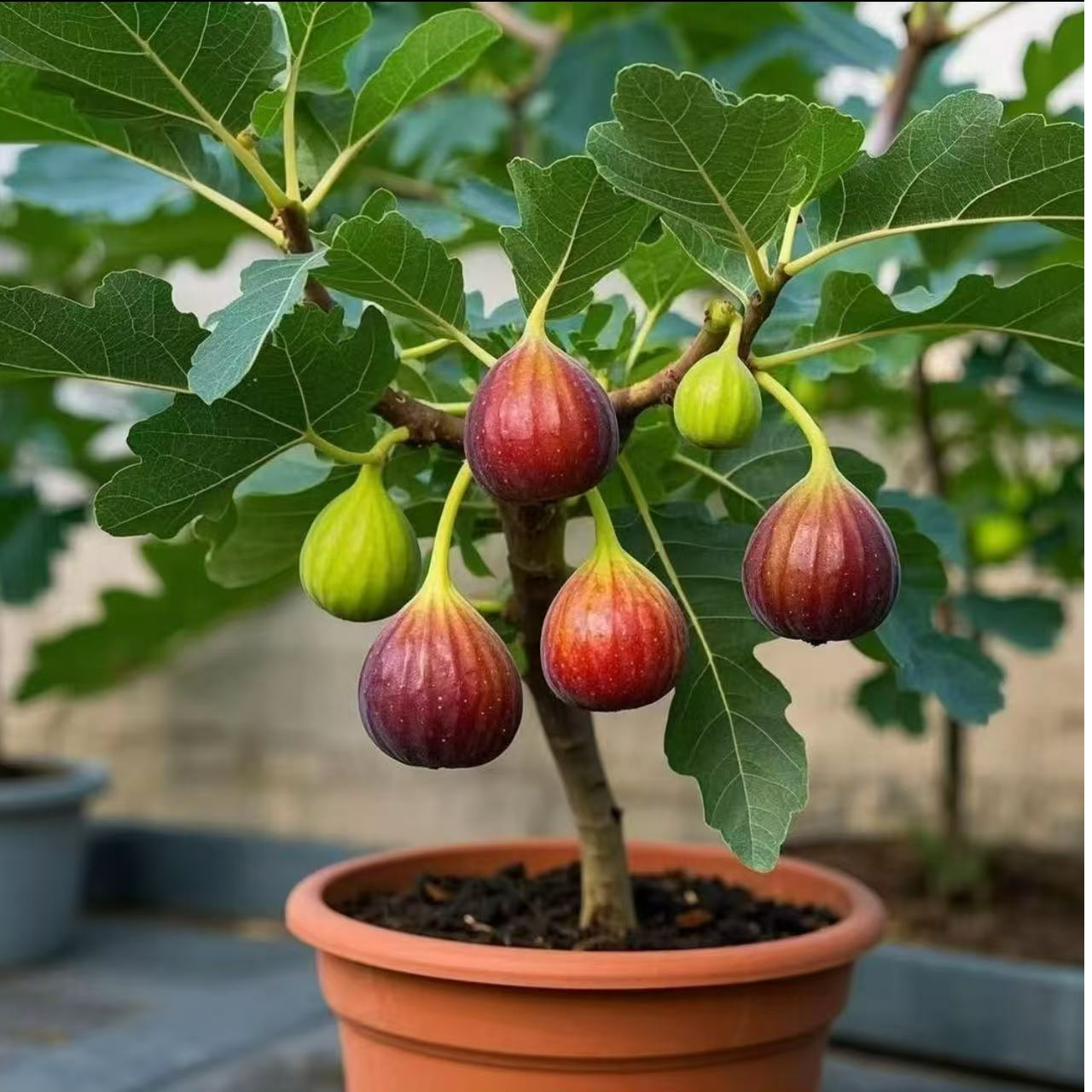 无花果棒棒糖三年老桩水果盆栽果树苗波姬红芭劳奈庭院阳台盆栽