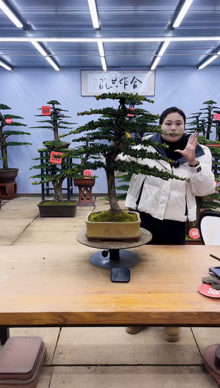 【闪购商品】高端盆景一物一拍，所见即所得