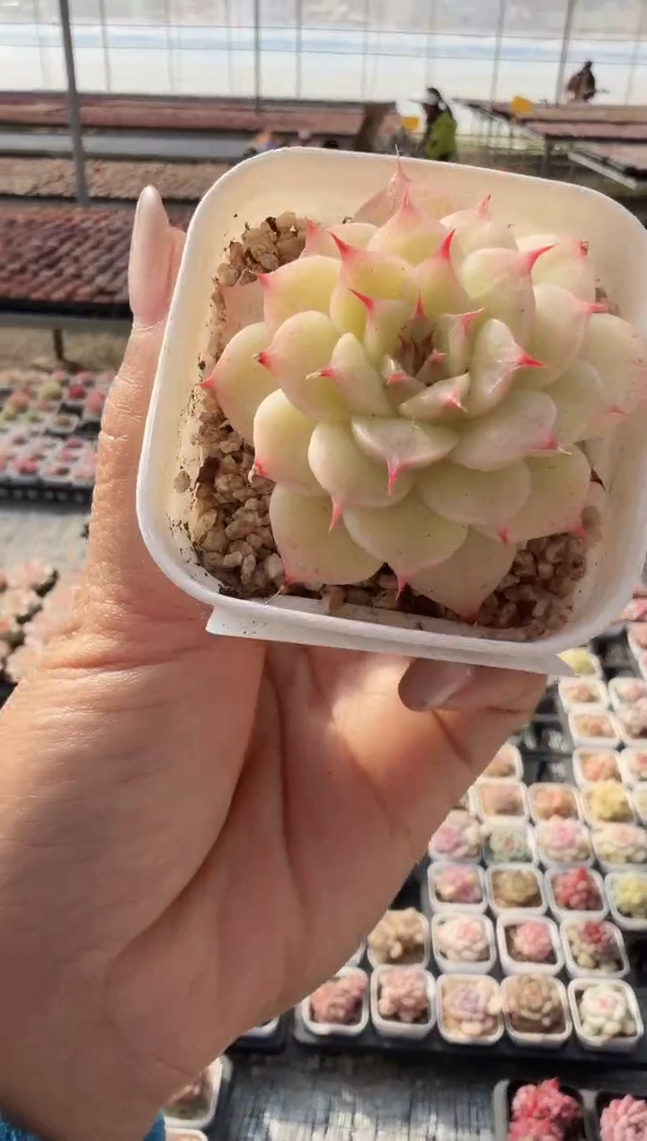 东云多肉园新款-116