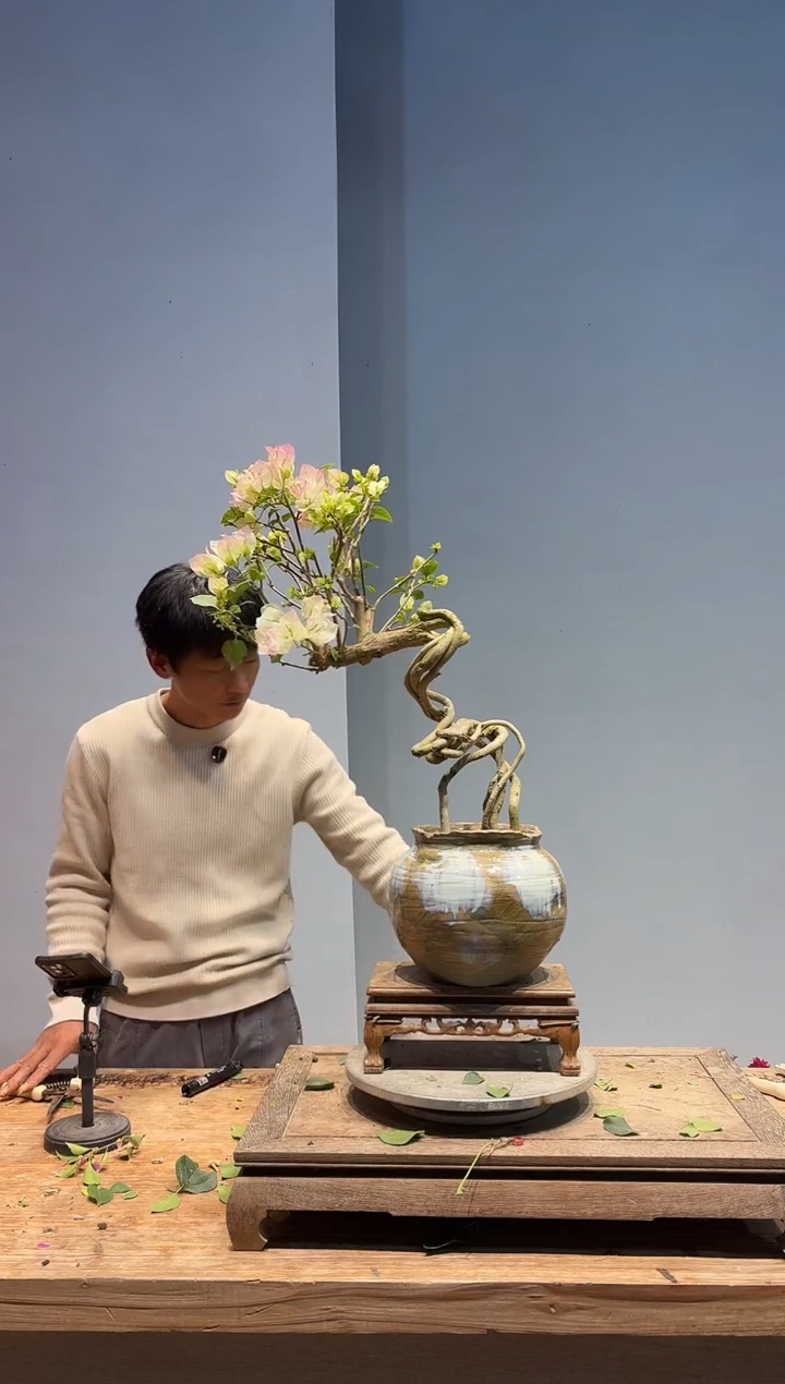 以实际为准三角梅60