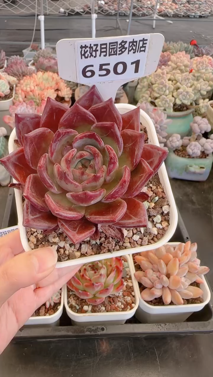 【闪购商品】6501.