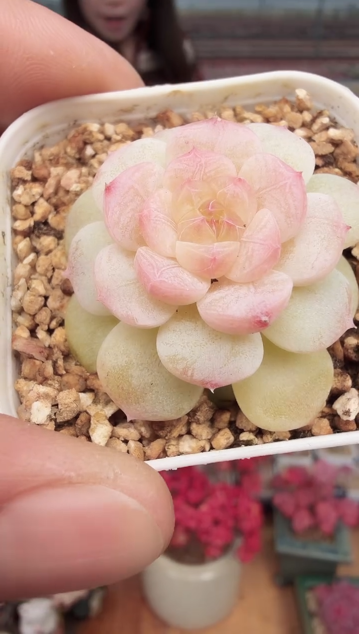 东云多肉园新款-140