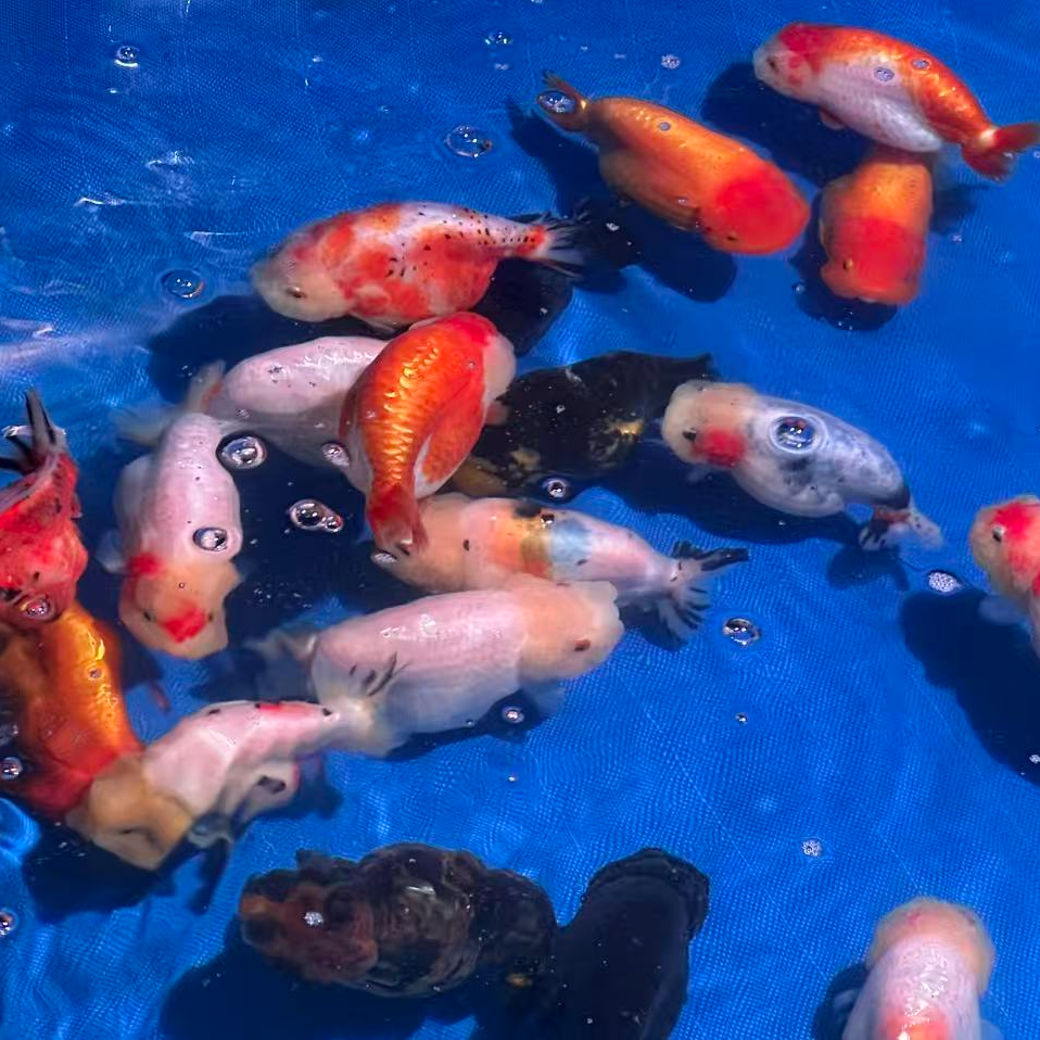 兰寿金鱼冷水观赏鱼苗活体好养耐活已发色精品鱼