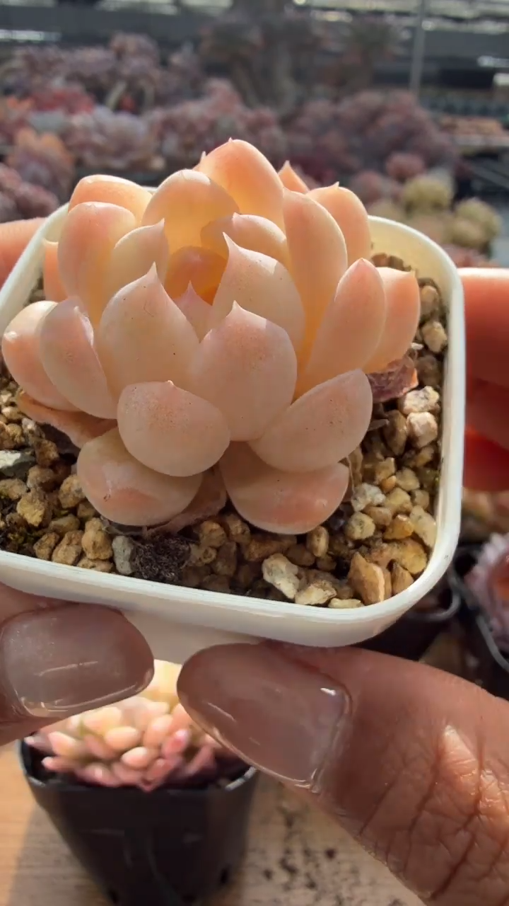 东云多肉园二店-179