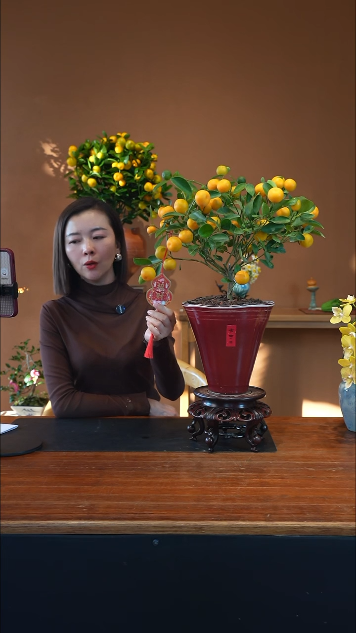 全部花朵小金橘高红盆景盆景