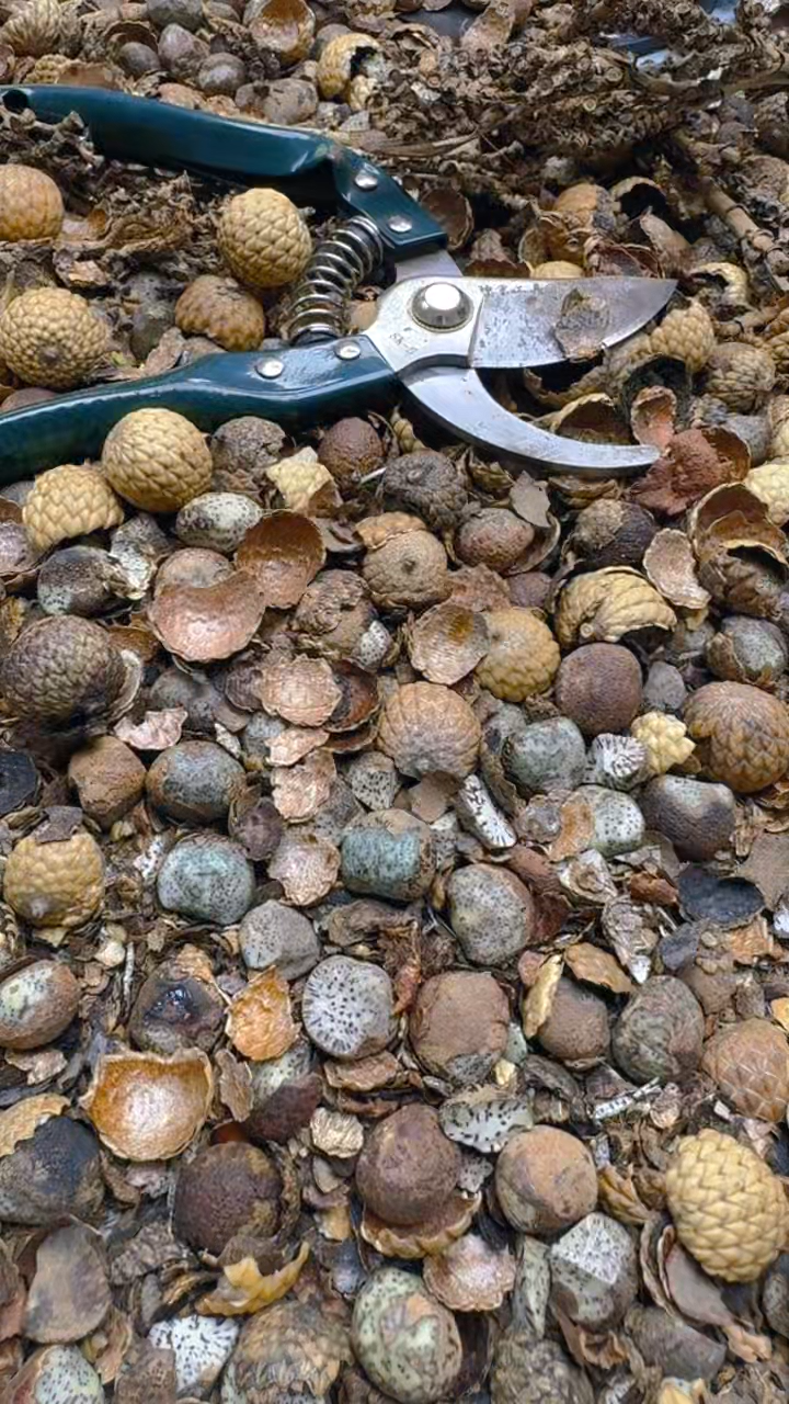 【闪购商品】星月菩提吊坠青稞手作28号