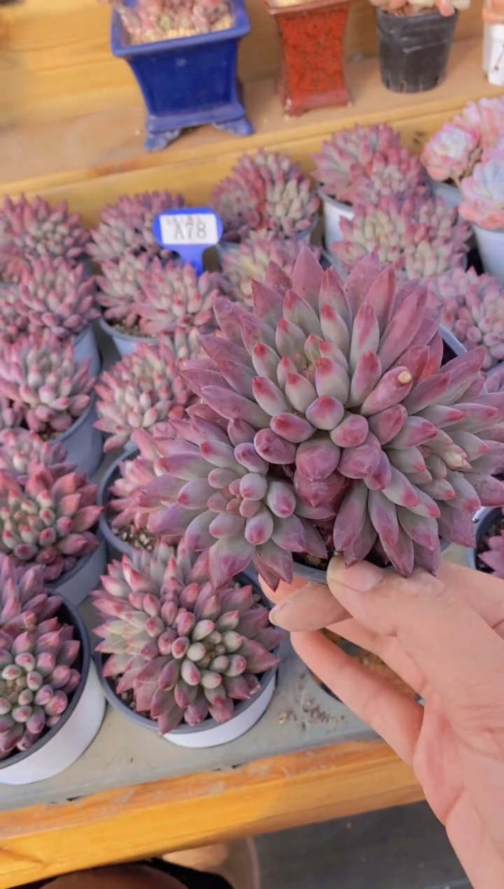 A78-车厘子群生（量拍）