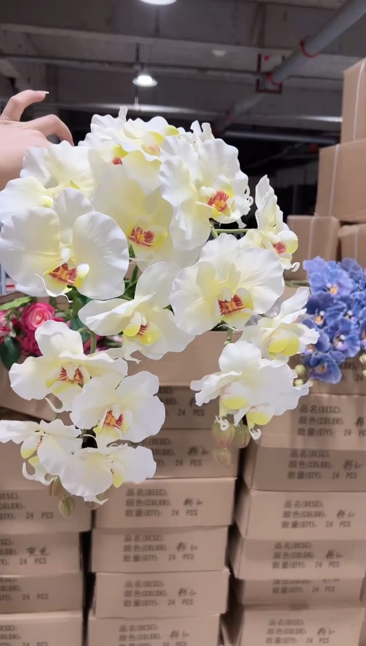 2枝白色9头蝴蝶兰