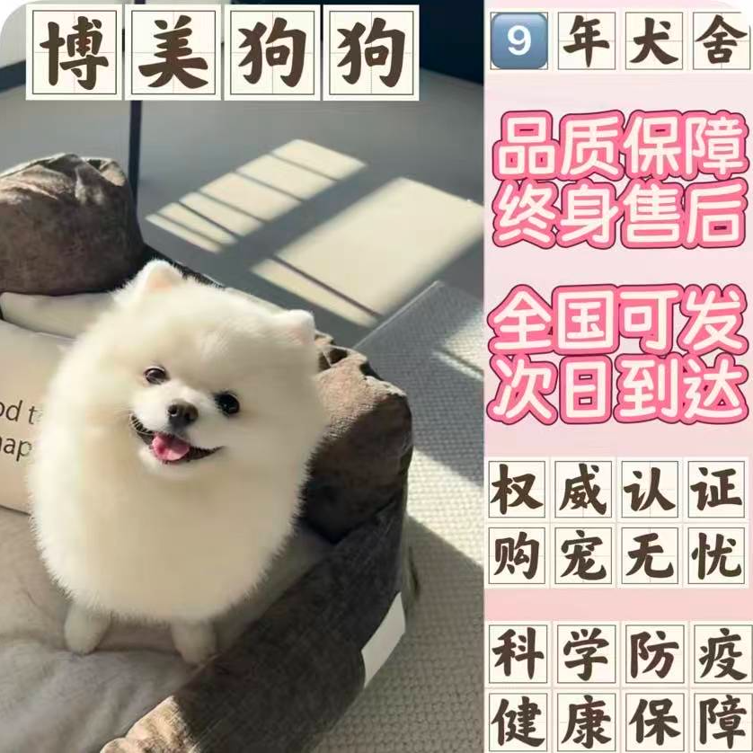 纯种博美幼犬茶杯犬小体犬-朱