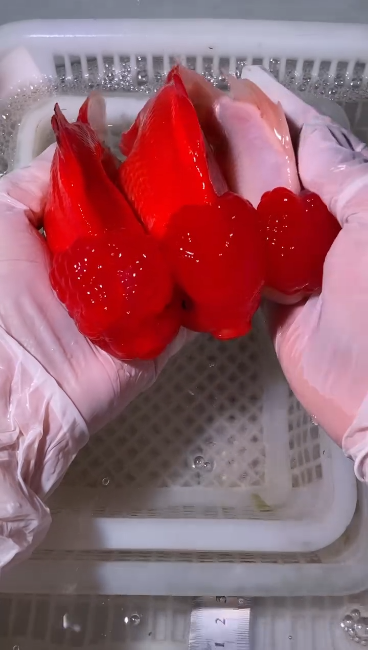 金鱼红狮2条鸿运当头1条{无开箱视频不售后}