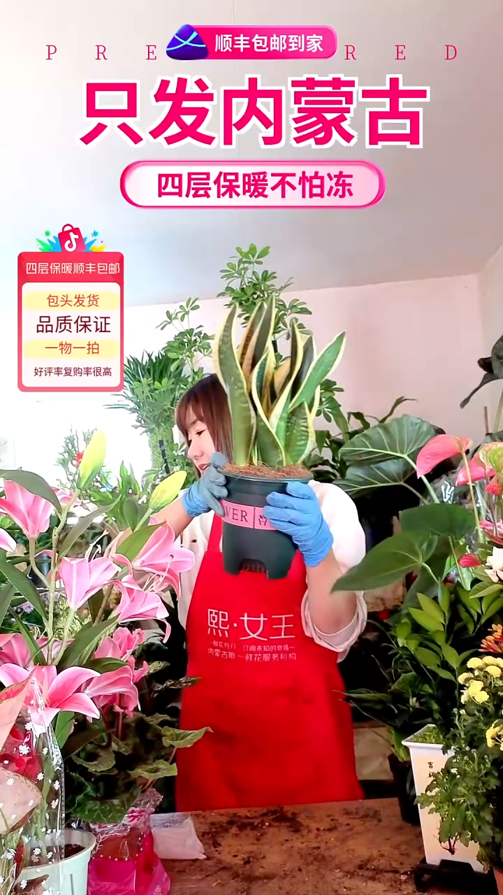 完全开放金边虎皮兰顺丰包邮