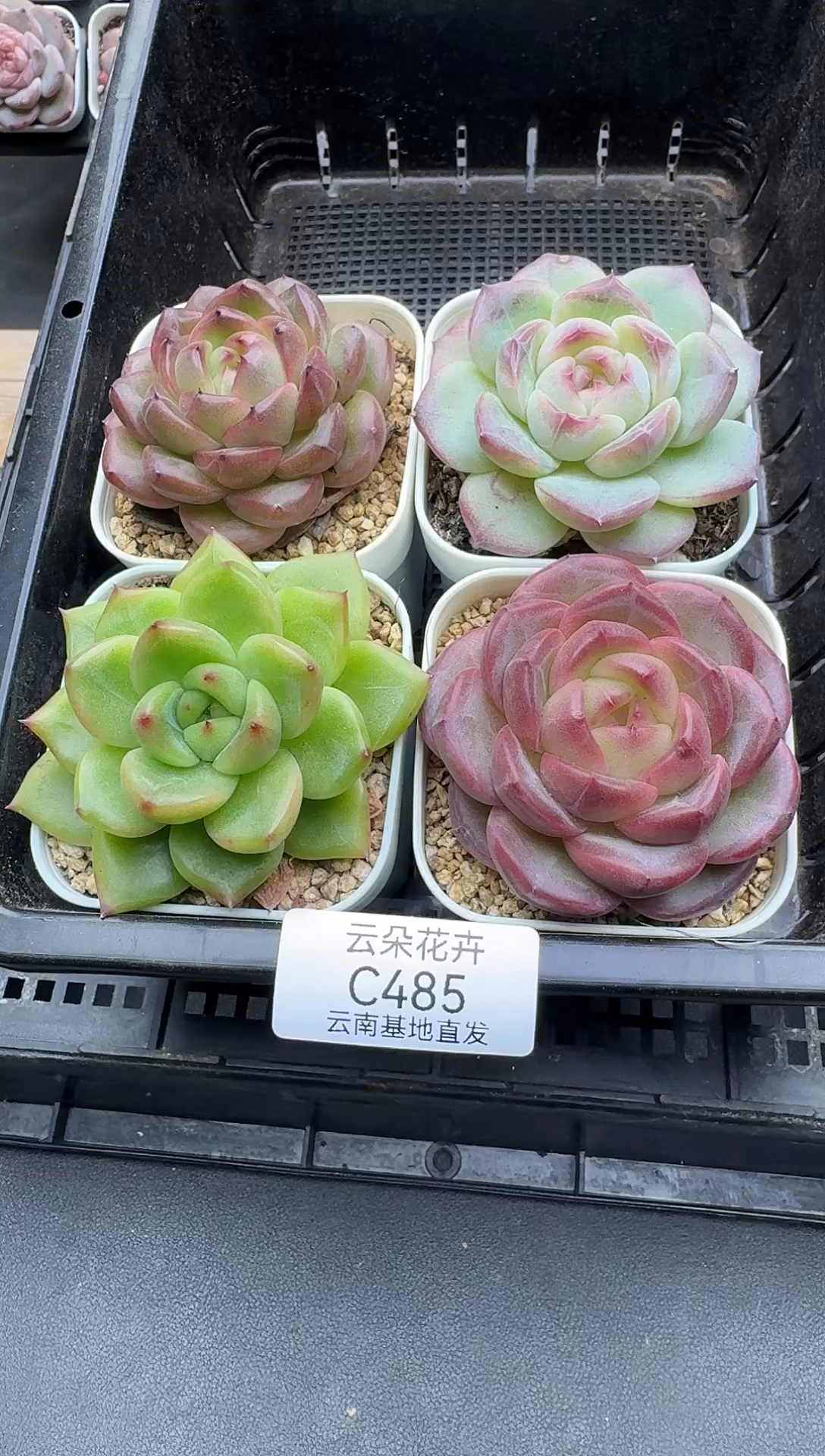 珍妮杂交多肉C485