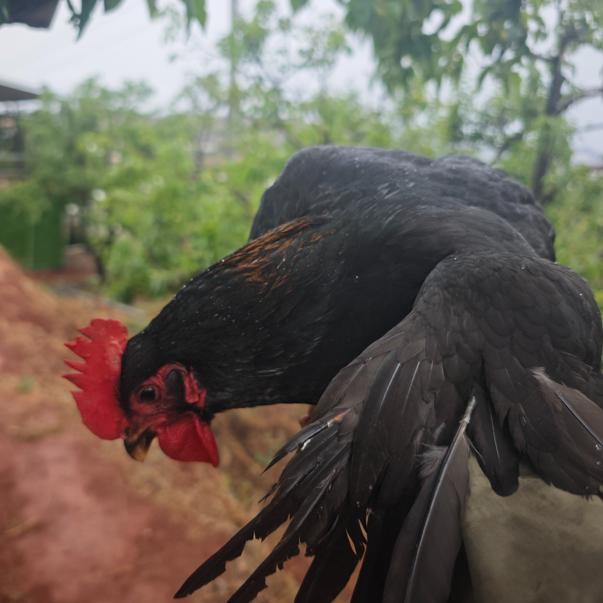  云南散养跑山鸡 散养土鸡 2只老母鸡 4.2斤以上 急冻顺风冷链发货