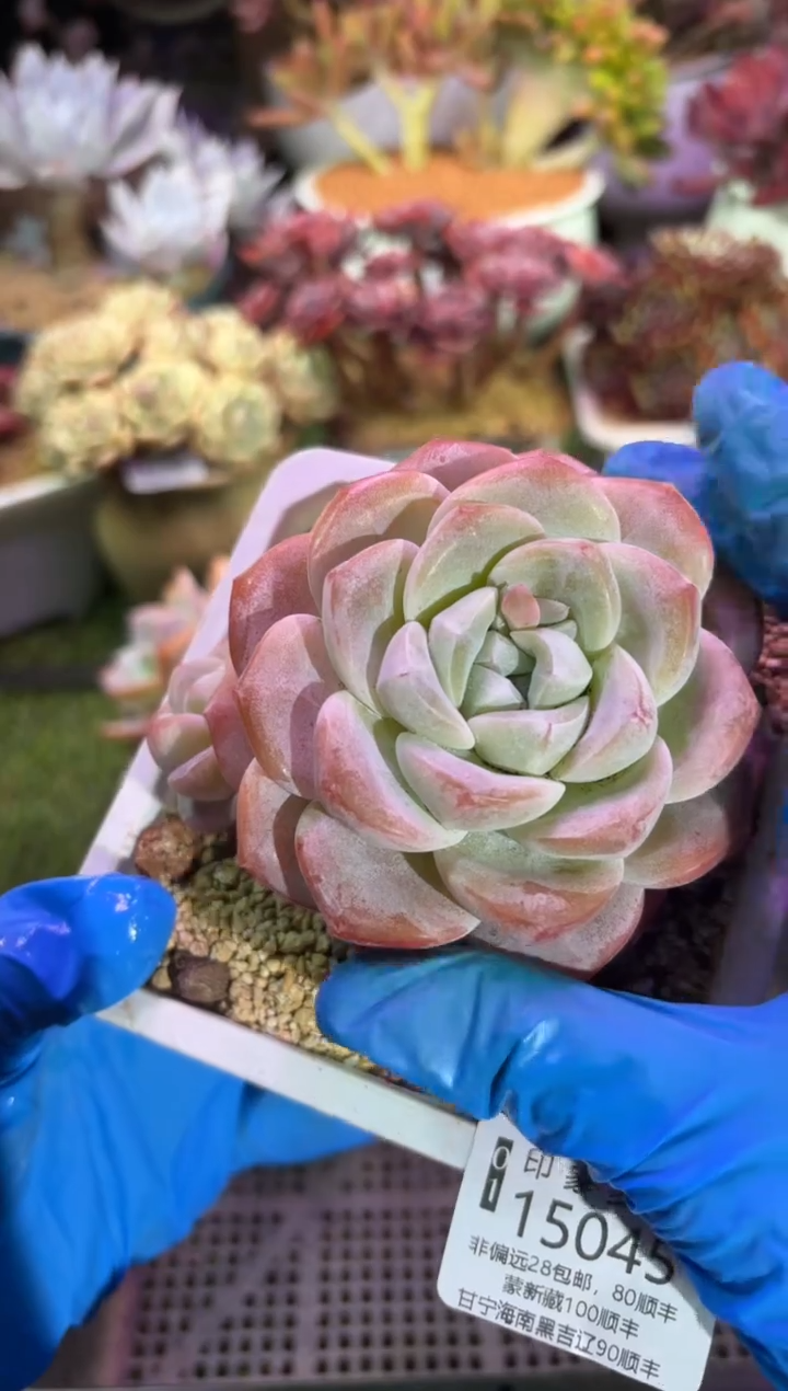 【闪购商品】15045