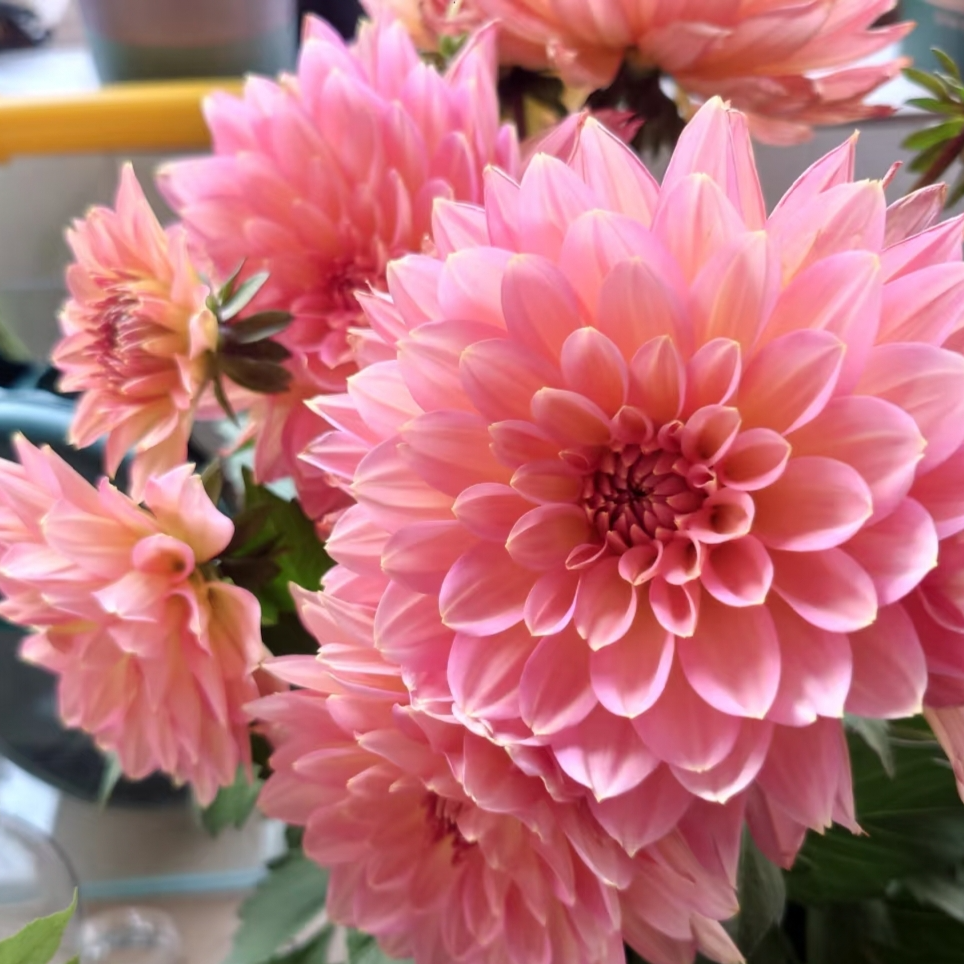 【三文鱼重瓣大丽花】耐热耐寒多年生好养四季开花庭院阳台盆栽