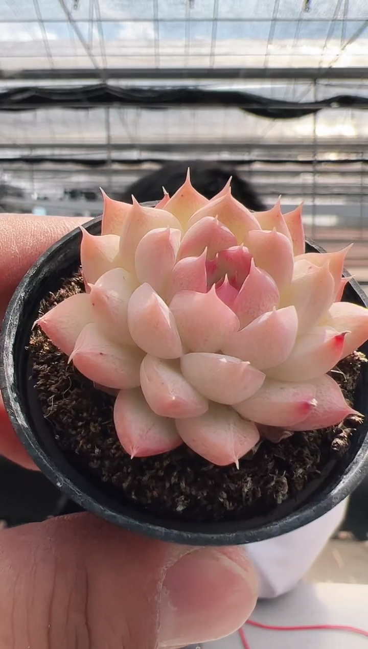 【闪购商品】新款多肉-60