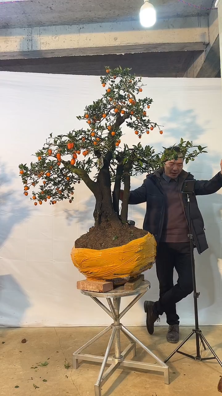 以实际为准金弹子 盆栽 盆景 一物一拍