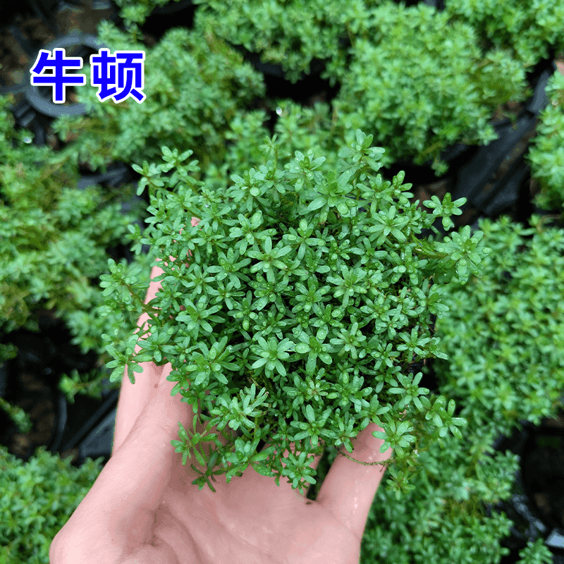 【后景草牛顿】无需底沙入缸成景水草鱼缸造景增氧净水植物新手水草