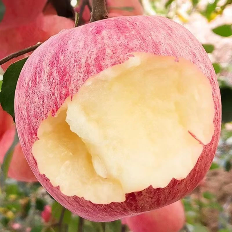 陕西正宗洛川红富士苹果新鲜应季脆甜可口非阿克苏冰糖心