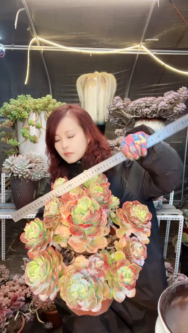 【闪购商品】白月光 一物一拍