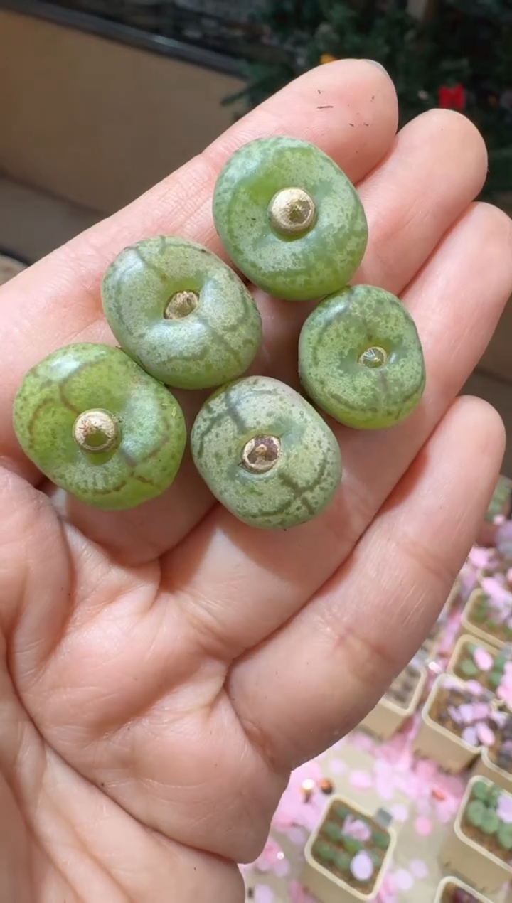 201多肉植物肉锥红雁杂交一颗