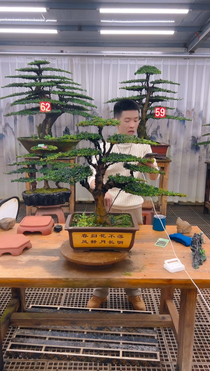 无花朵用****7精品盆景直播间一物一拍