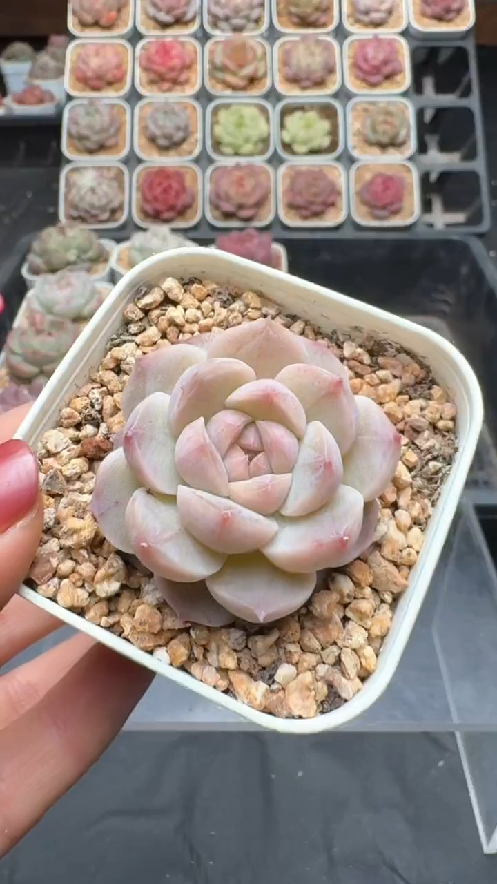 【闪购商品】878号珍妮多肉一物一拍3单包邮