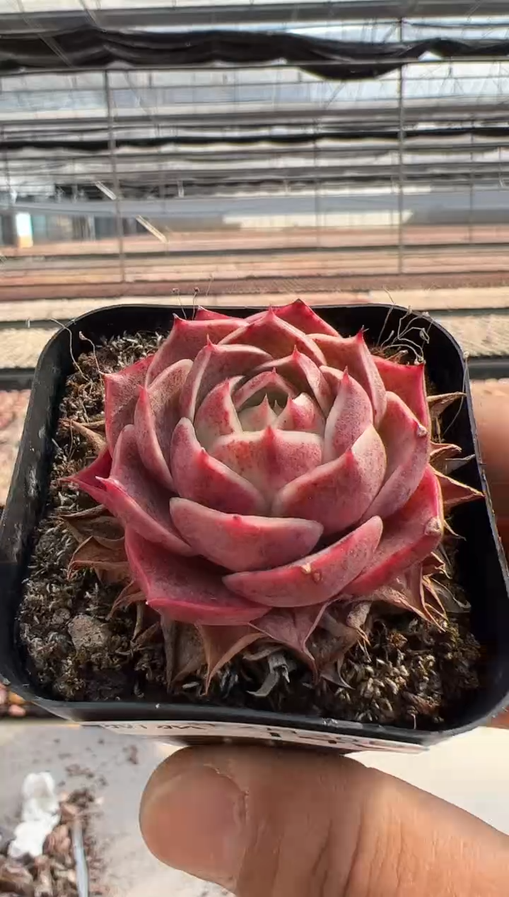 【闪购商品】新款多肉-140
