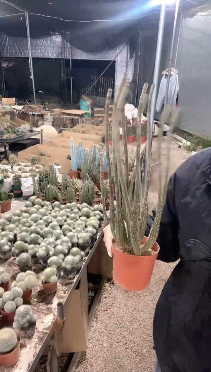 特高银柳仙人球 