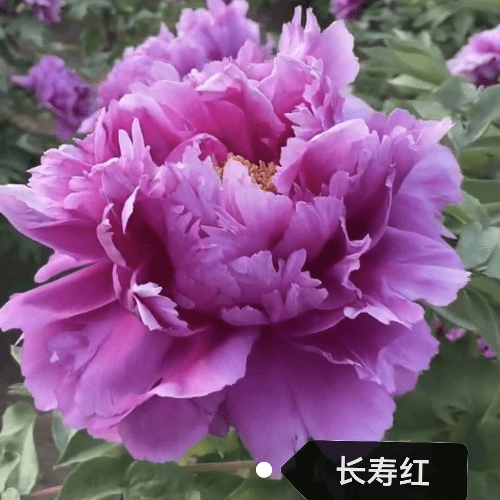 【长寿红】正宗洛阳重瓣牡丹花苗北方耐寒盆栽地栽室内庭院花卉牡丹