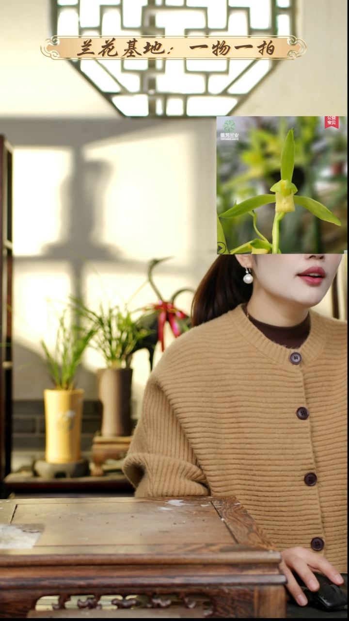 完全开放墨兰白墨