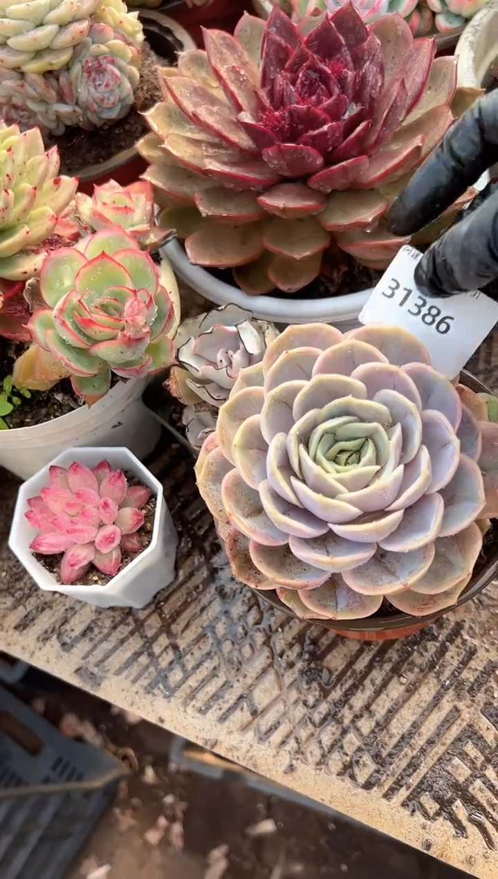 用****3多肉植物一物一拍31386