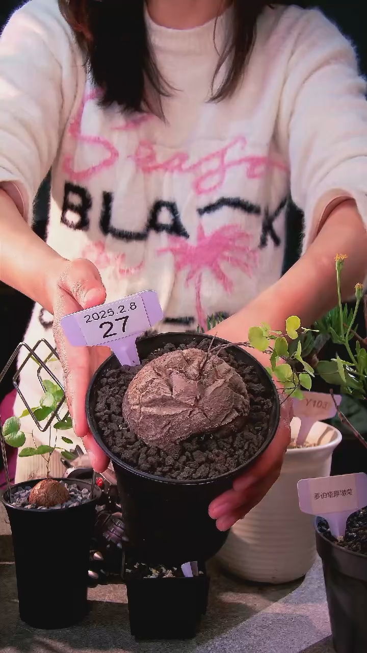 【闪购商品】带PP南非龟甲龙2.8.27