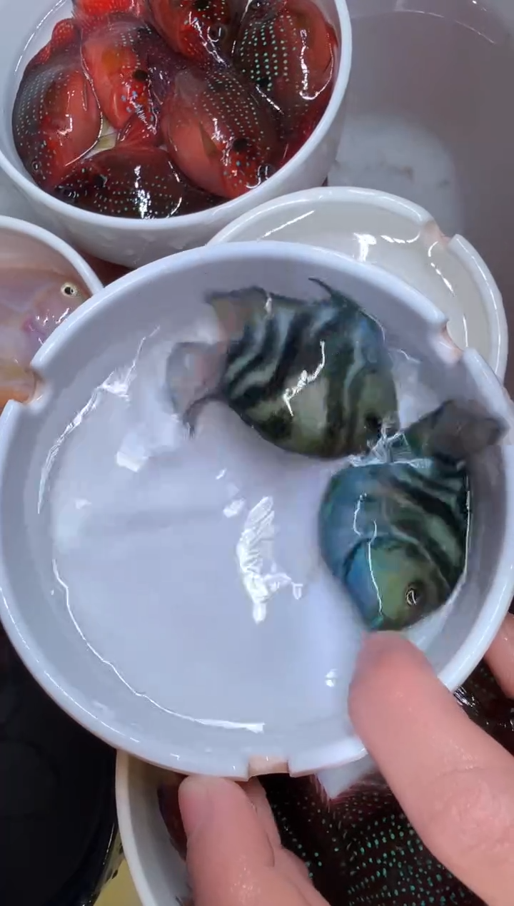 鹦鹉鱼一对宝蓝             