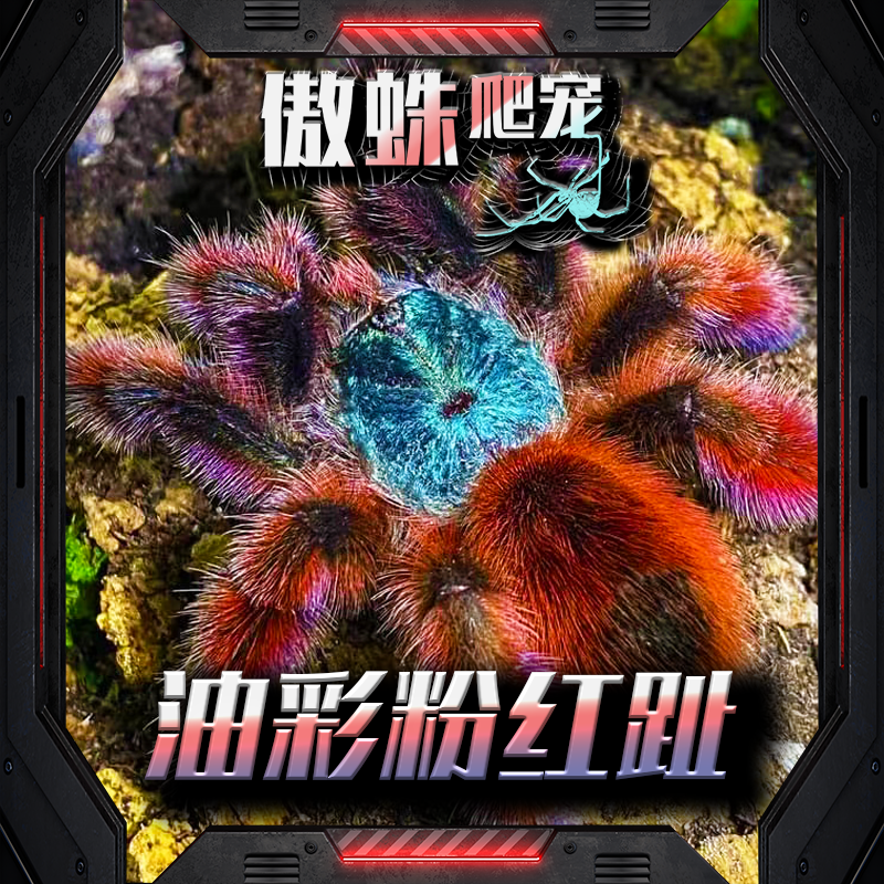 油彩粉红趾温顺粉趾类蜘蛛活体宠物蜘蛛树栖好看颜色艳丽