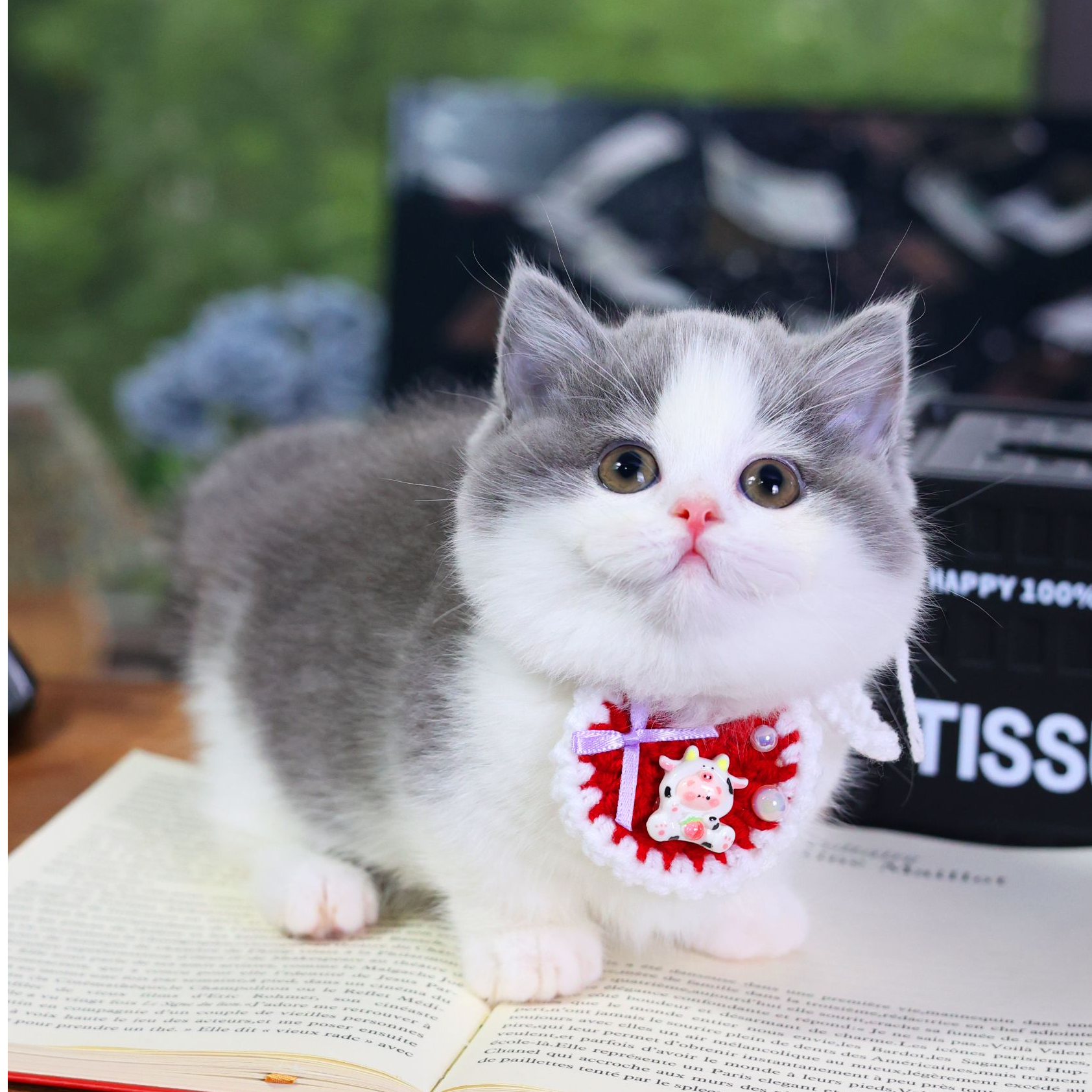 曼基康蓝白矮脚妹妹