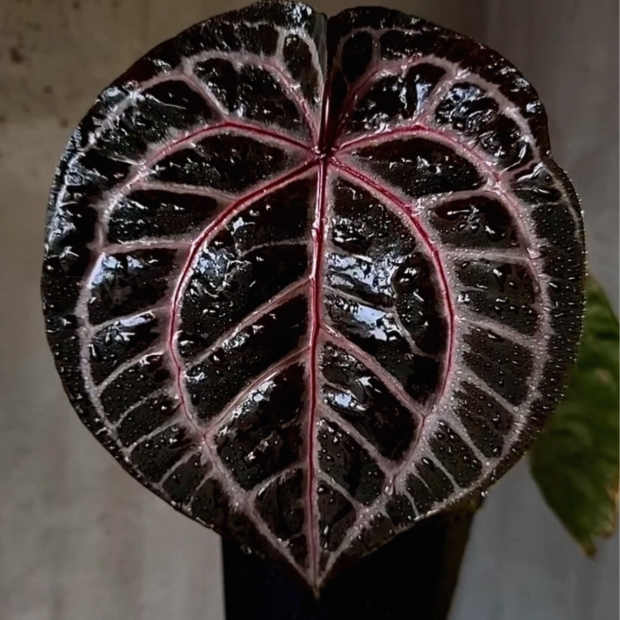 tezula红水晶花烛个体 侧芽链接 室内热植 