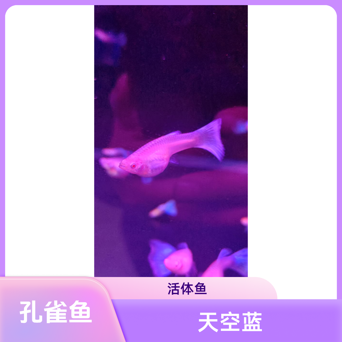 大天空蓝 蓝白孔雀鱼  （无完整开箱视频不包损）