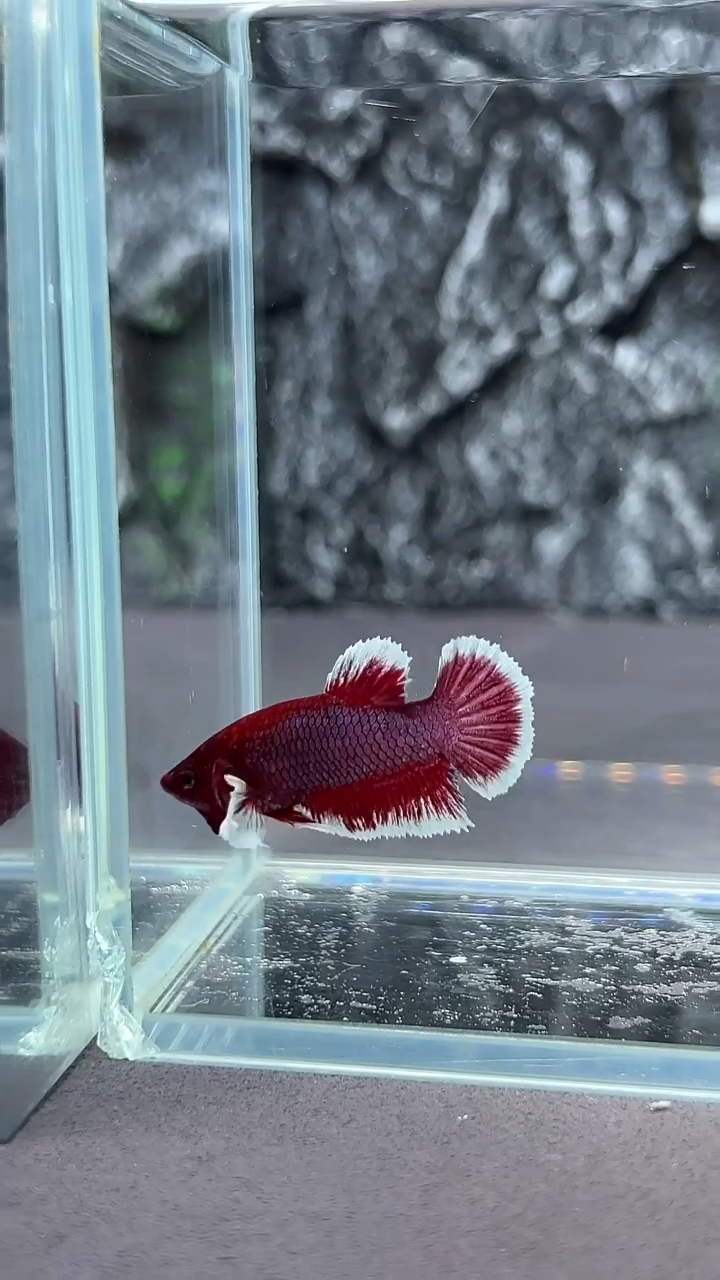 斗鱼竞拍链接A016