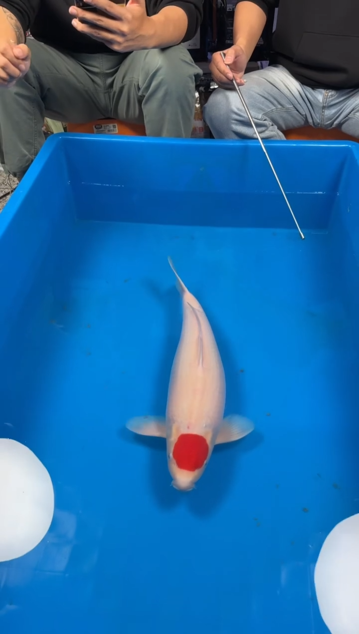 锦鲤【251212-25】丹顶 55公分 母鱼 东江锦鲤