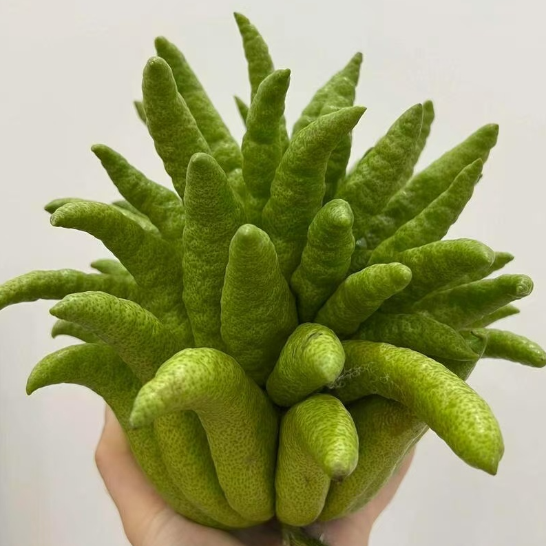 【劲爆佛王】新鲜佛手柑可水培观赏食用有天然清香室内绿