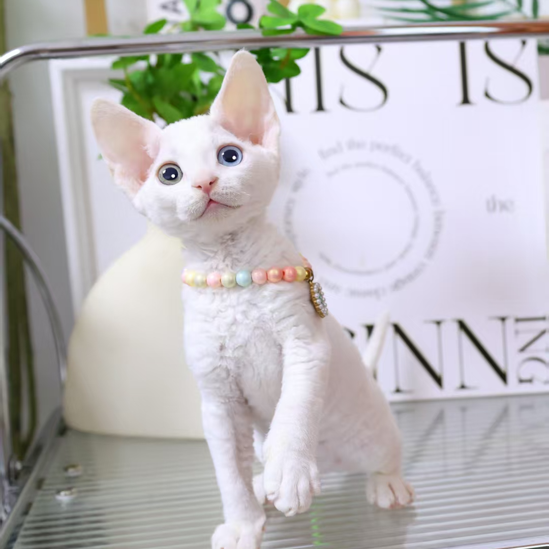 【蔚蓝家】德文卷毛猫纯白异瞳弟弟-白白