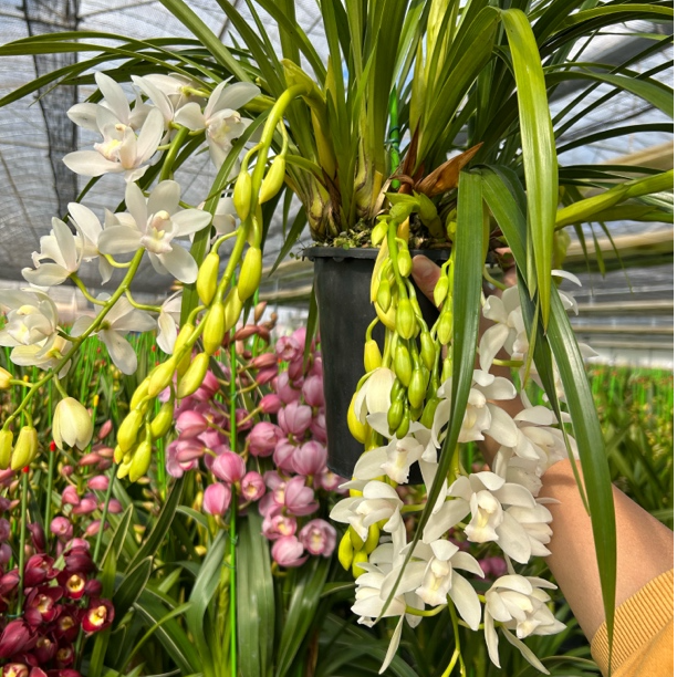 6花剑起《白玉冰瀑》高端品质杂交兰成熟花苞发货 源头基地直发