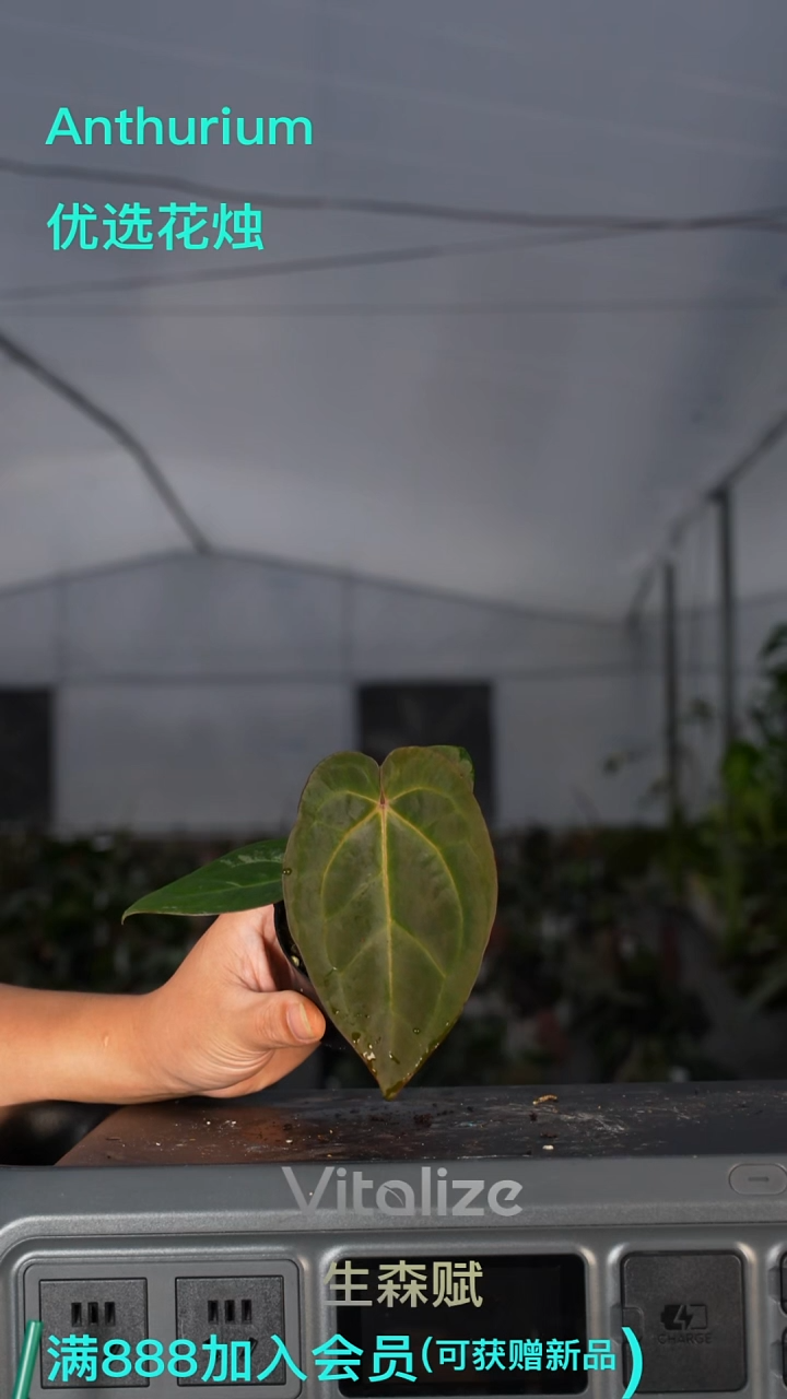 完全开放原种杂ss1 2号