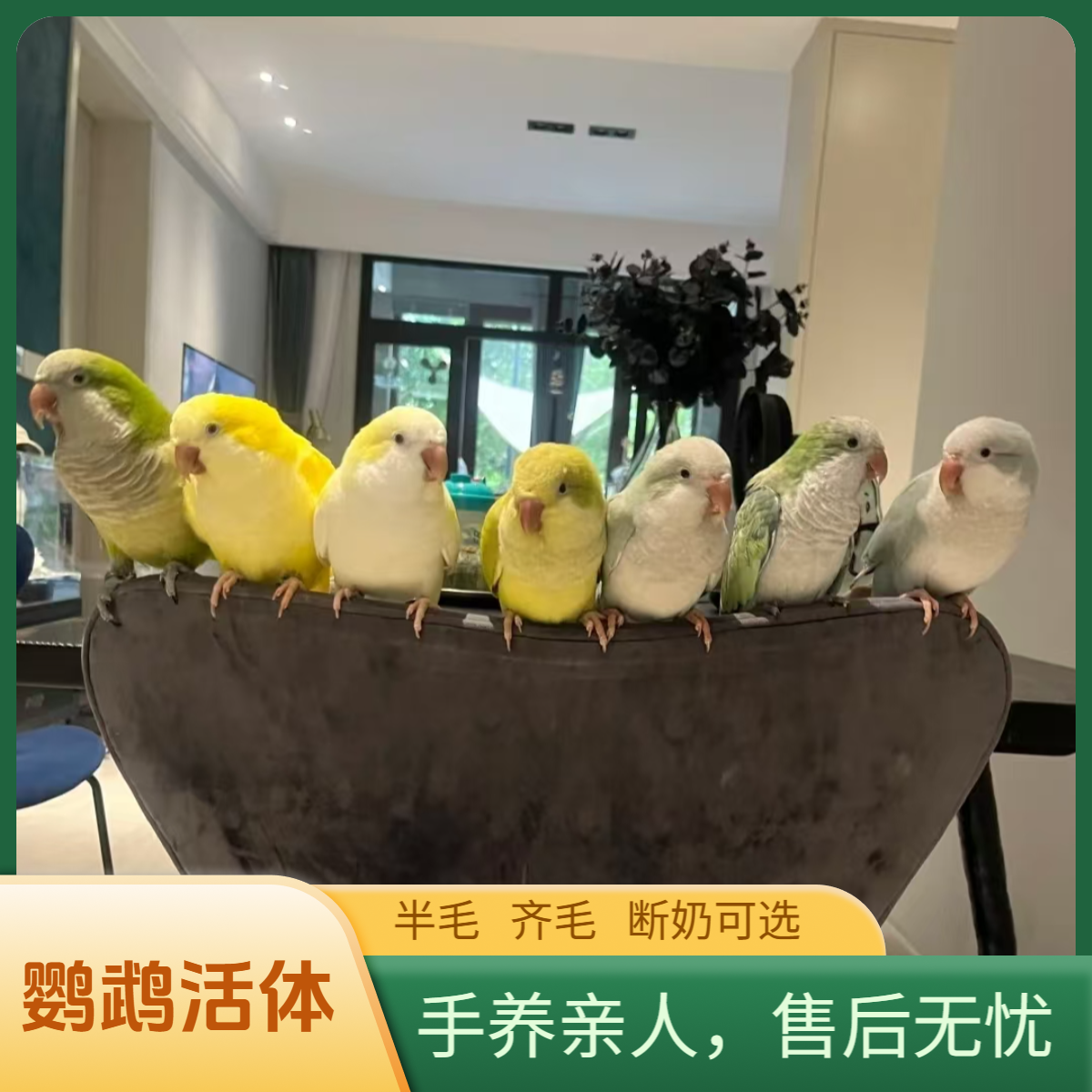 鹦鹉手养鹦鹉活体鹦鹉说话鹦鹉半毛鹦鹉齐毛鹦鹉特色一物品一拍
