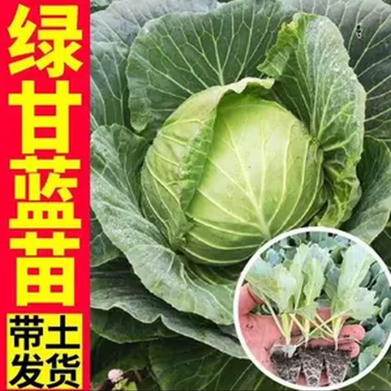 山东寿光苗场直发 花菜苗甘蓝苗西兰花苗青梗菜花苗大全