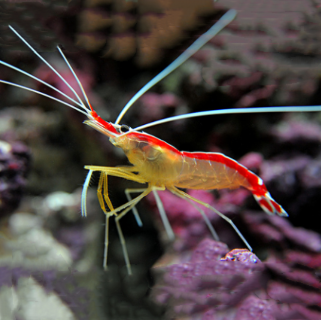 海水鱼 医生虾 工具虾