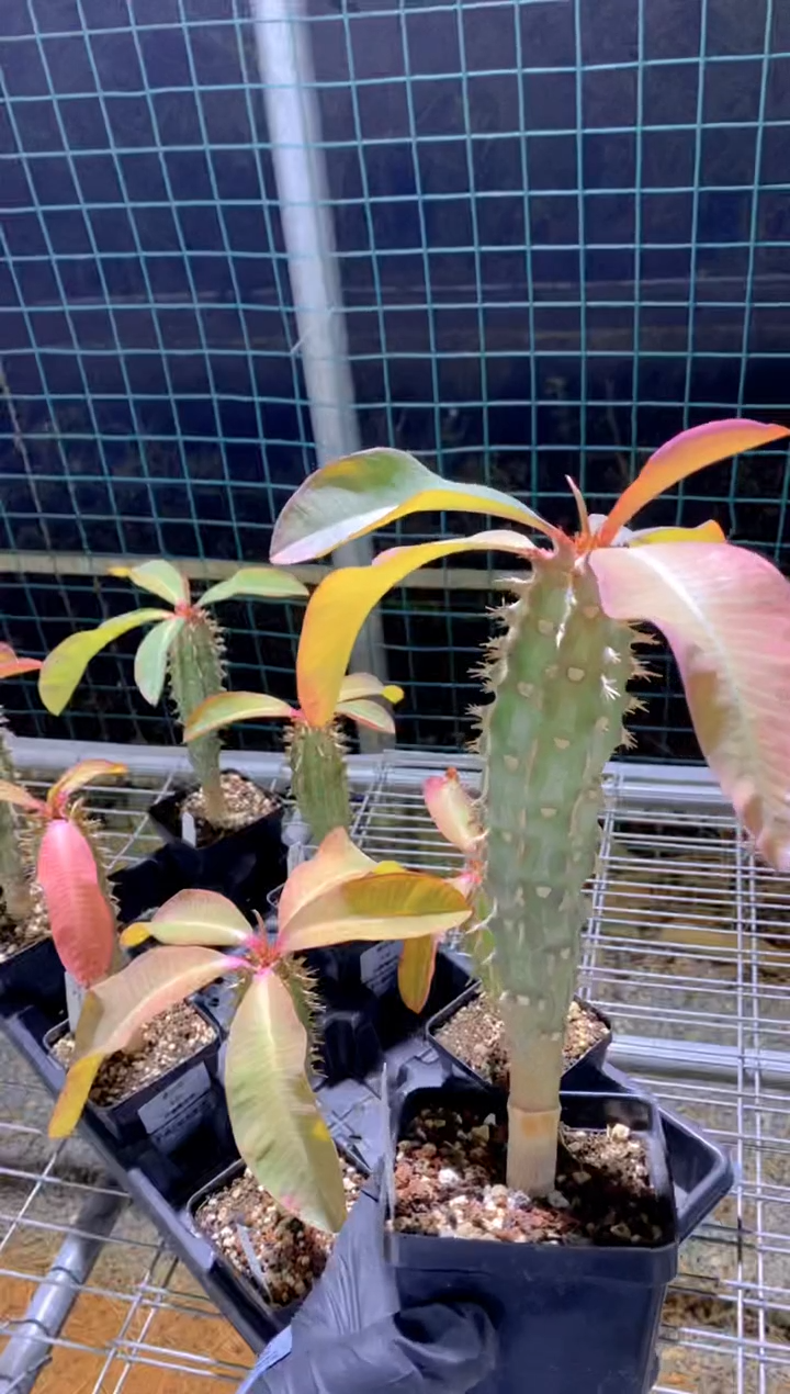 【闪购商品】喷火龙FB-13