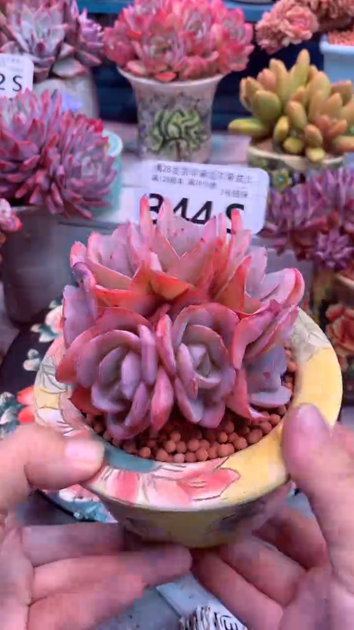 344S 布鲁兰    